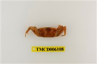 藏品(短身大眼蟹)的圖片